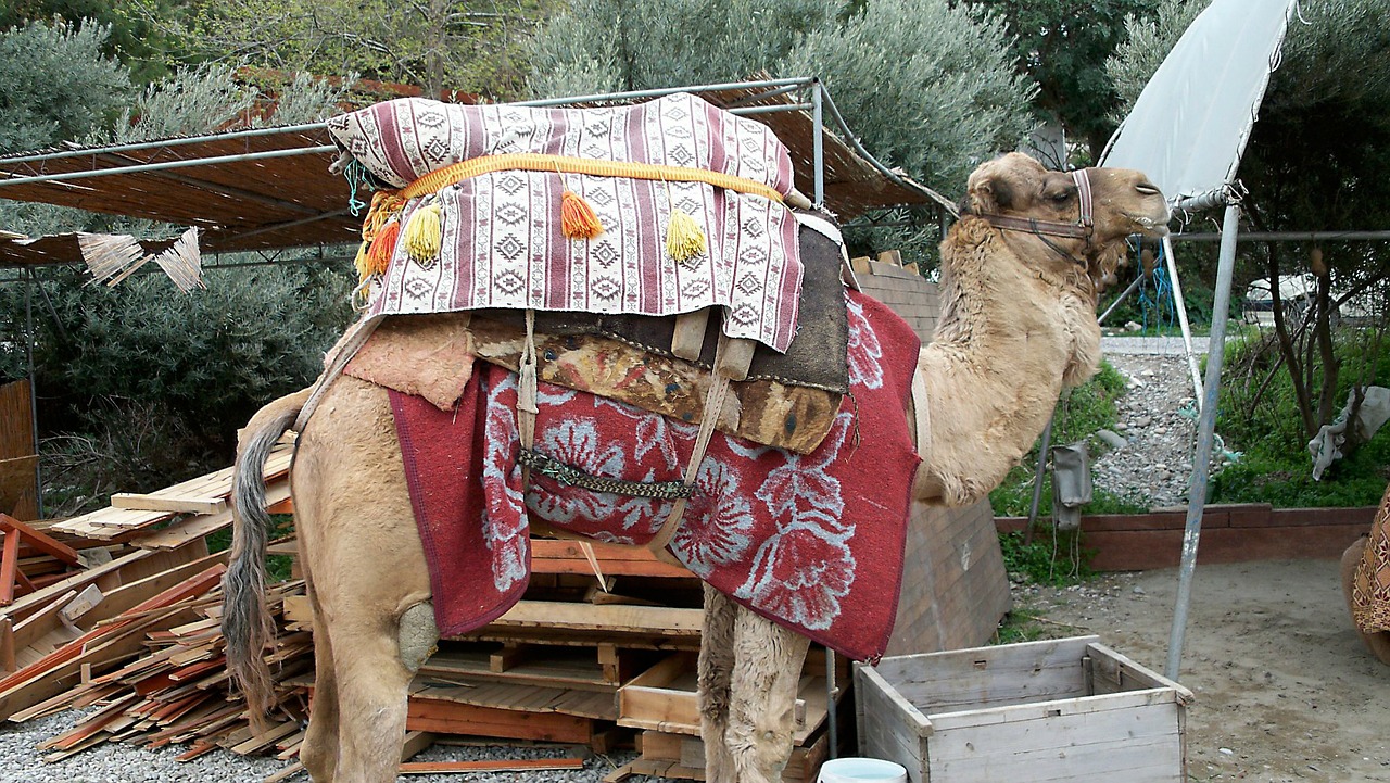 camel dromedary desert free photo