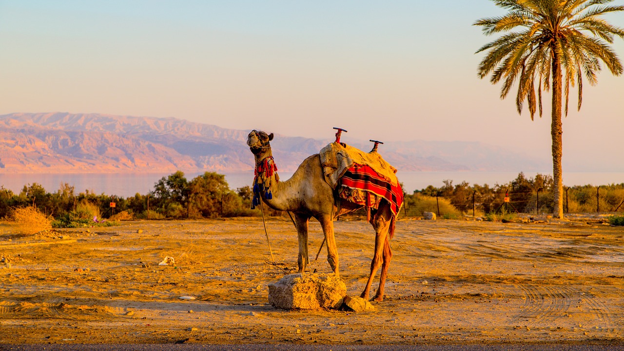 camel animal desert free photo