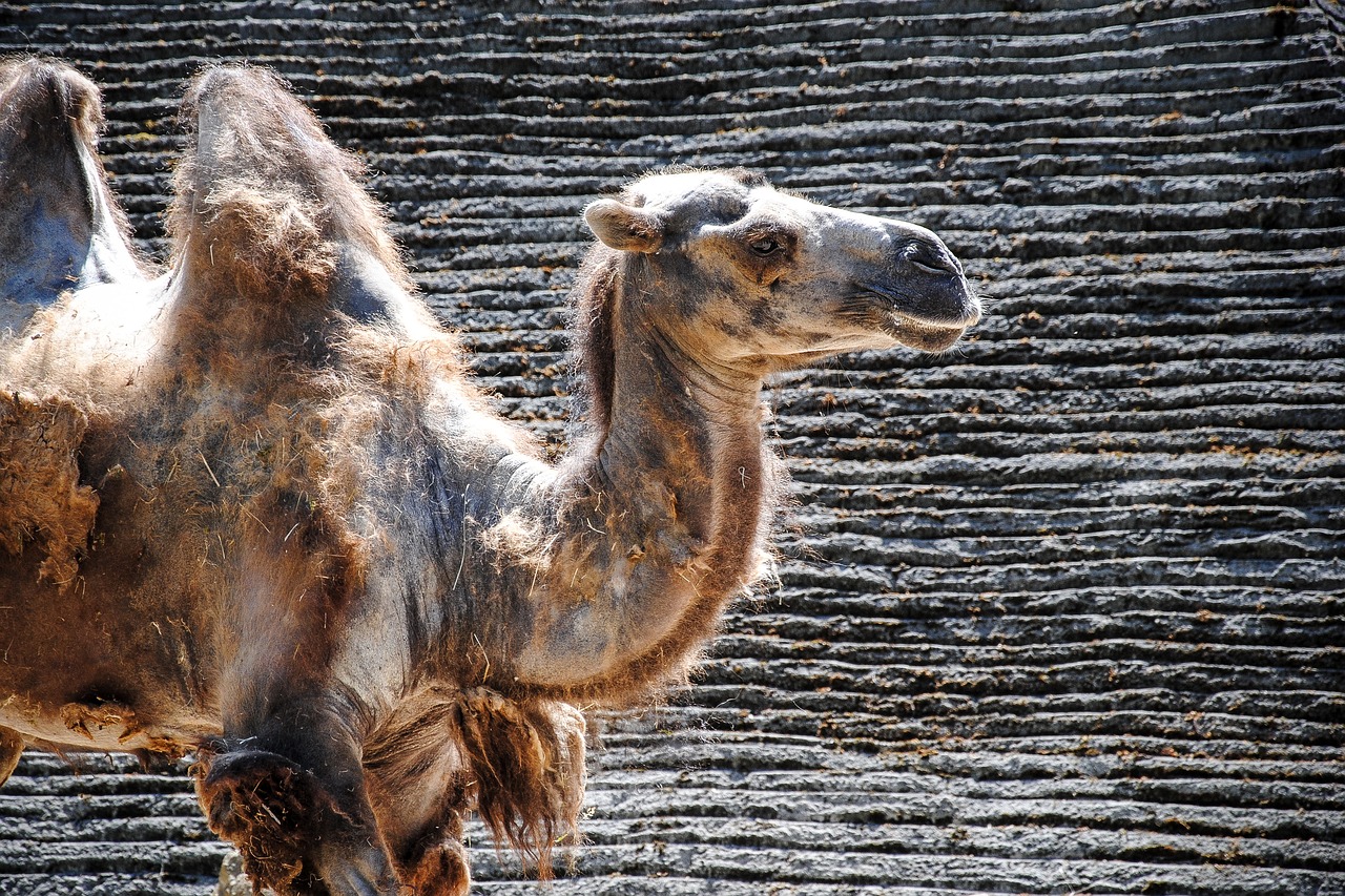 camel wildlife animal free photo