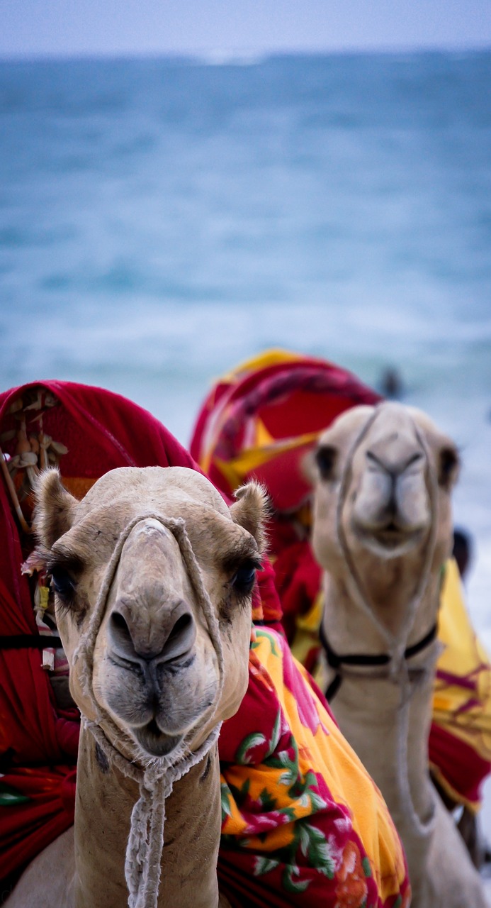 camel kenya mombasa free photo