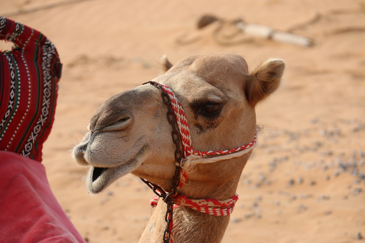 camel desert hello free photo