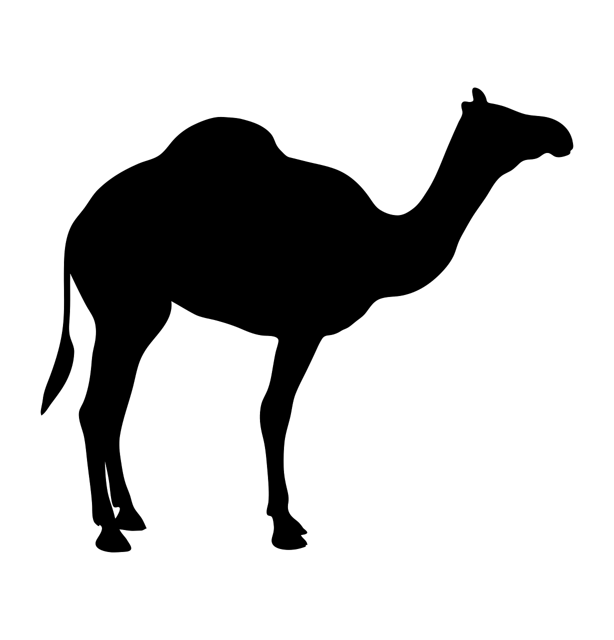 camel animal silhouette free photo