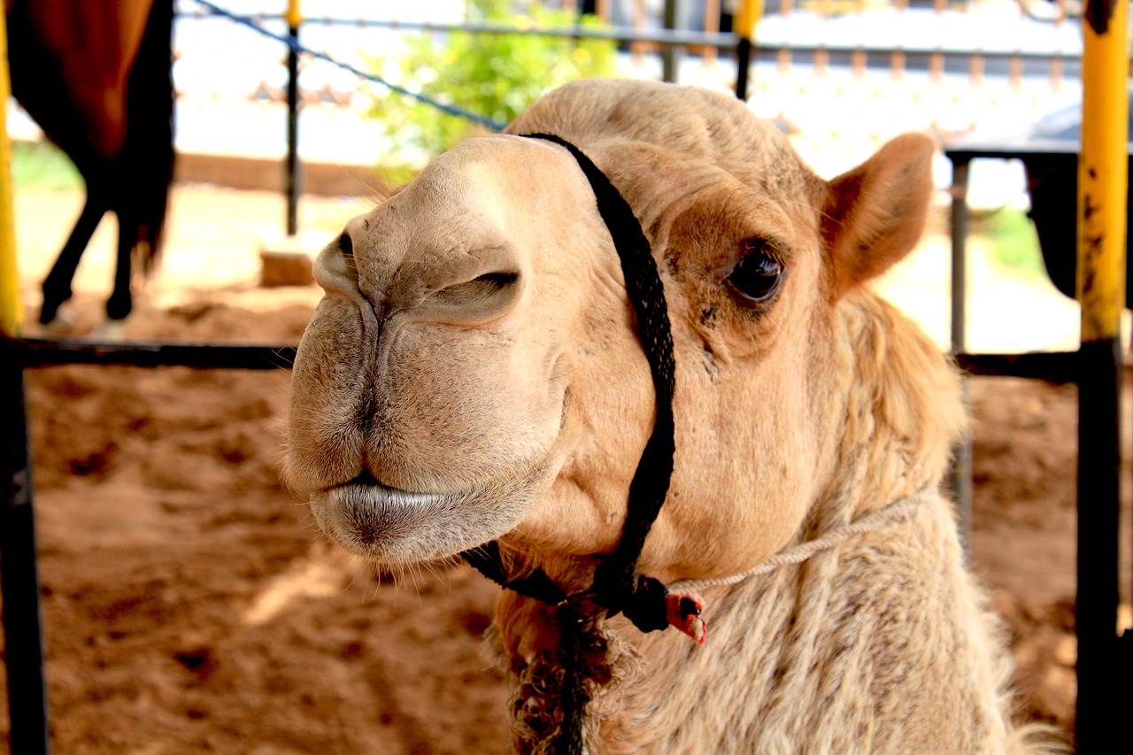 camel dubai desert free photo