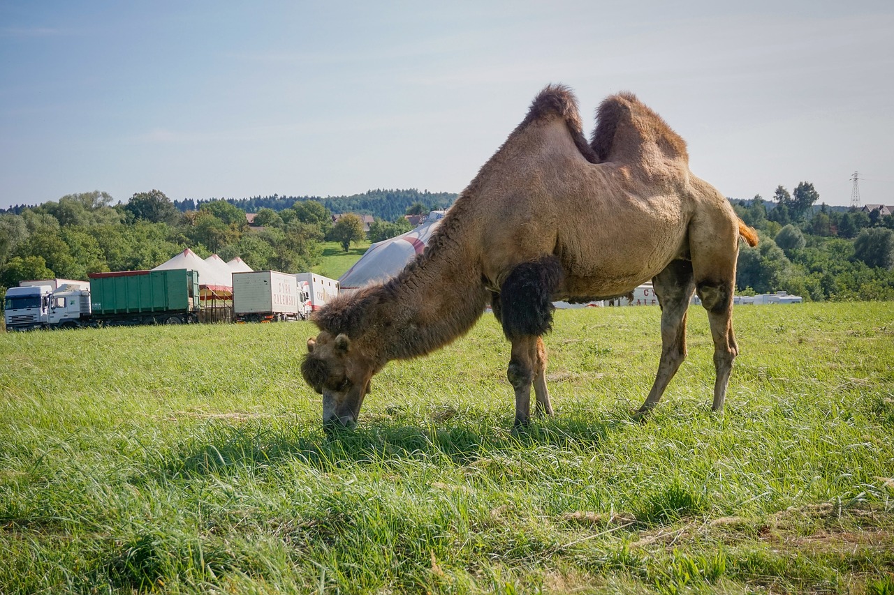 camel wild bactrian camels circus free photo