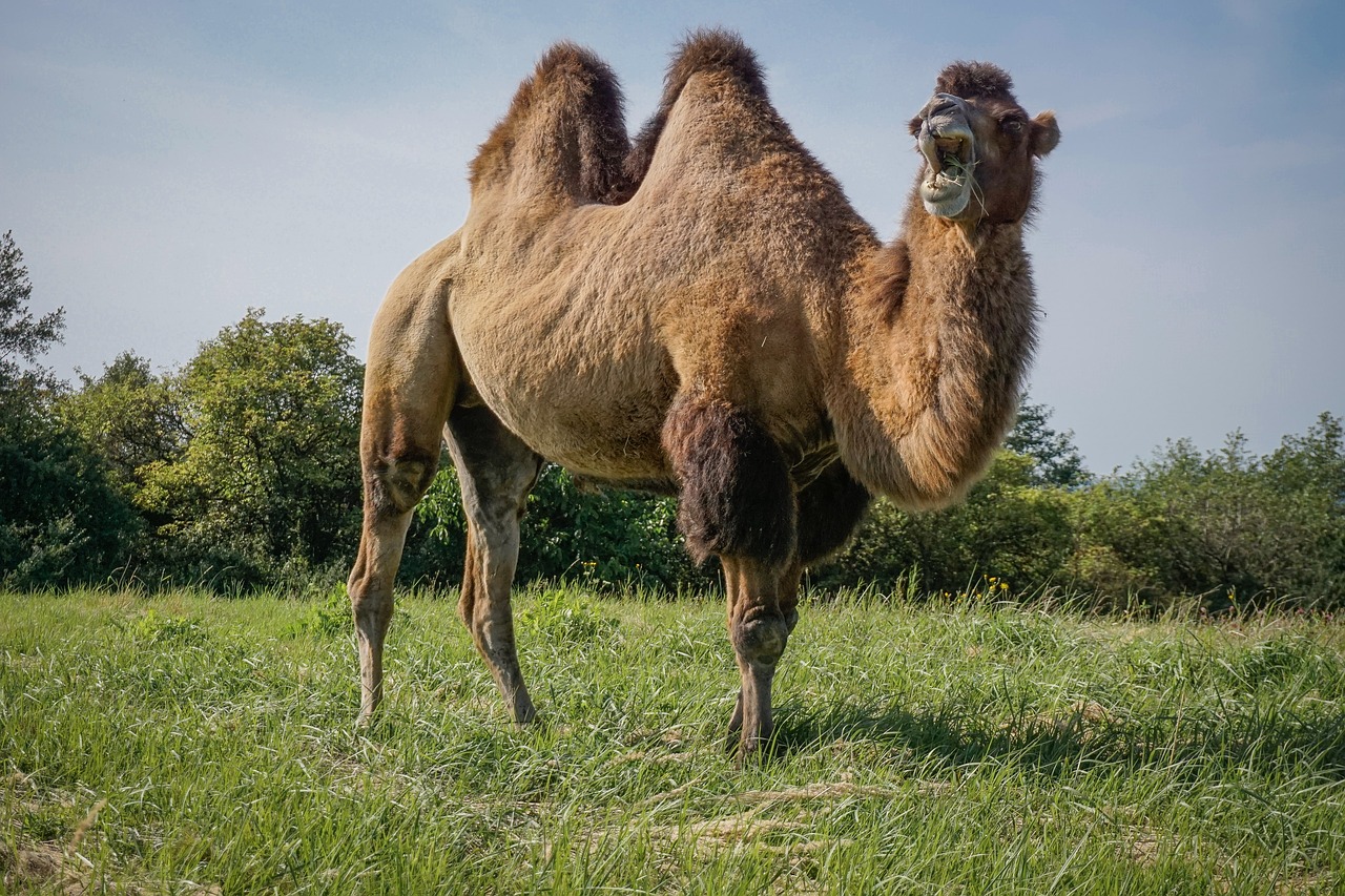 camel wild bactrian camels animal circus free photo