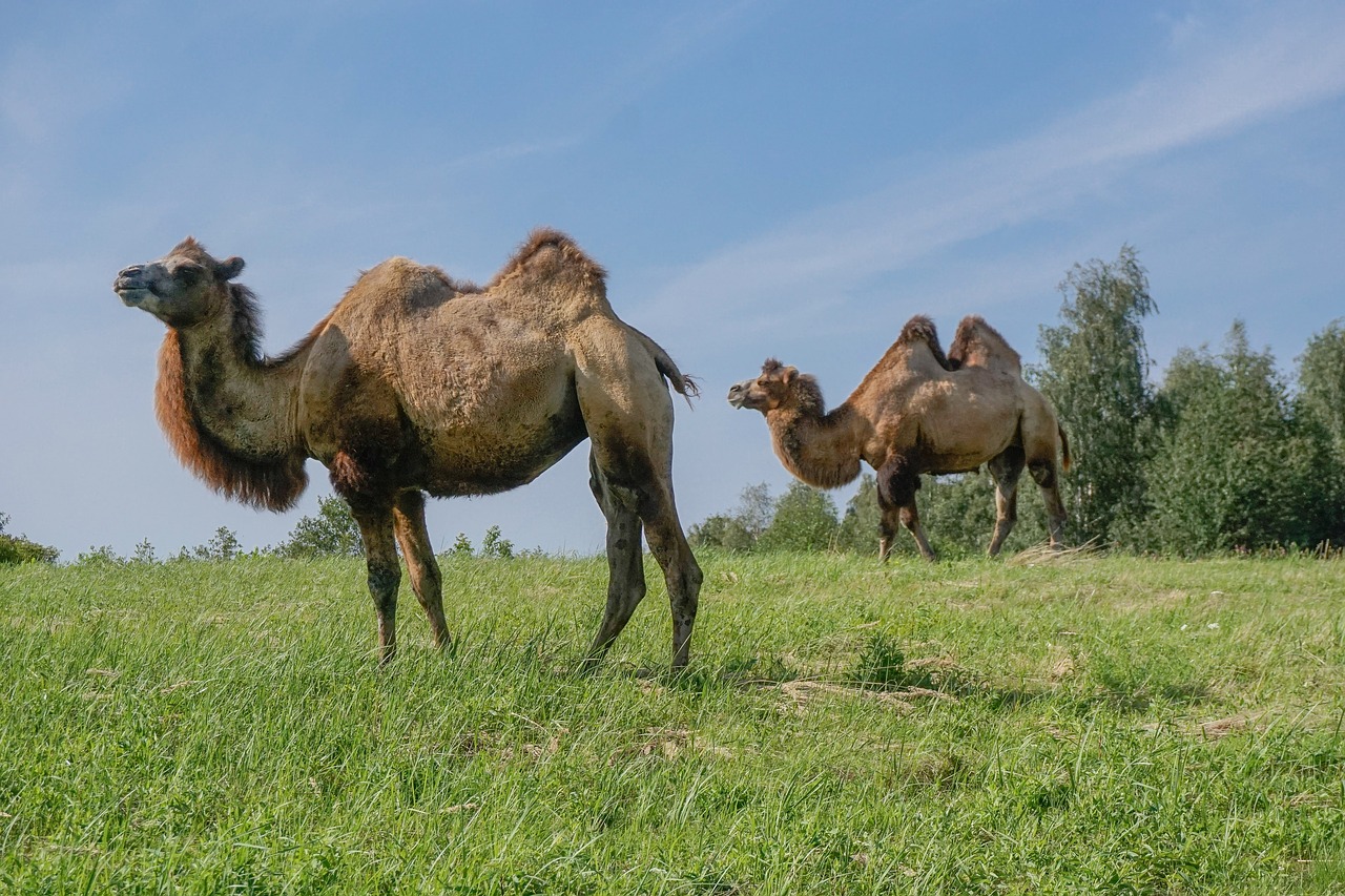 camel wild bactrian camels camels free photo