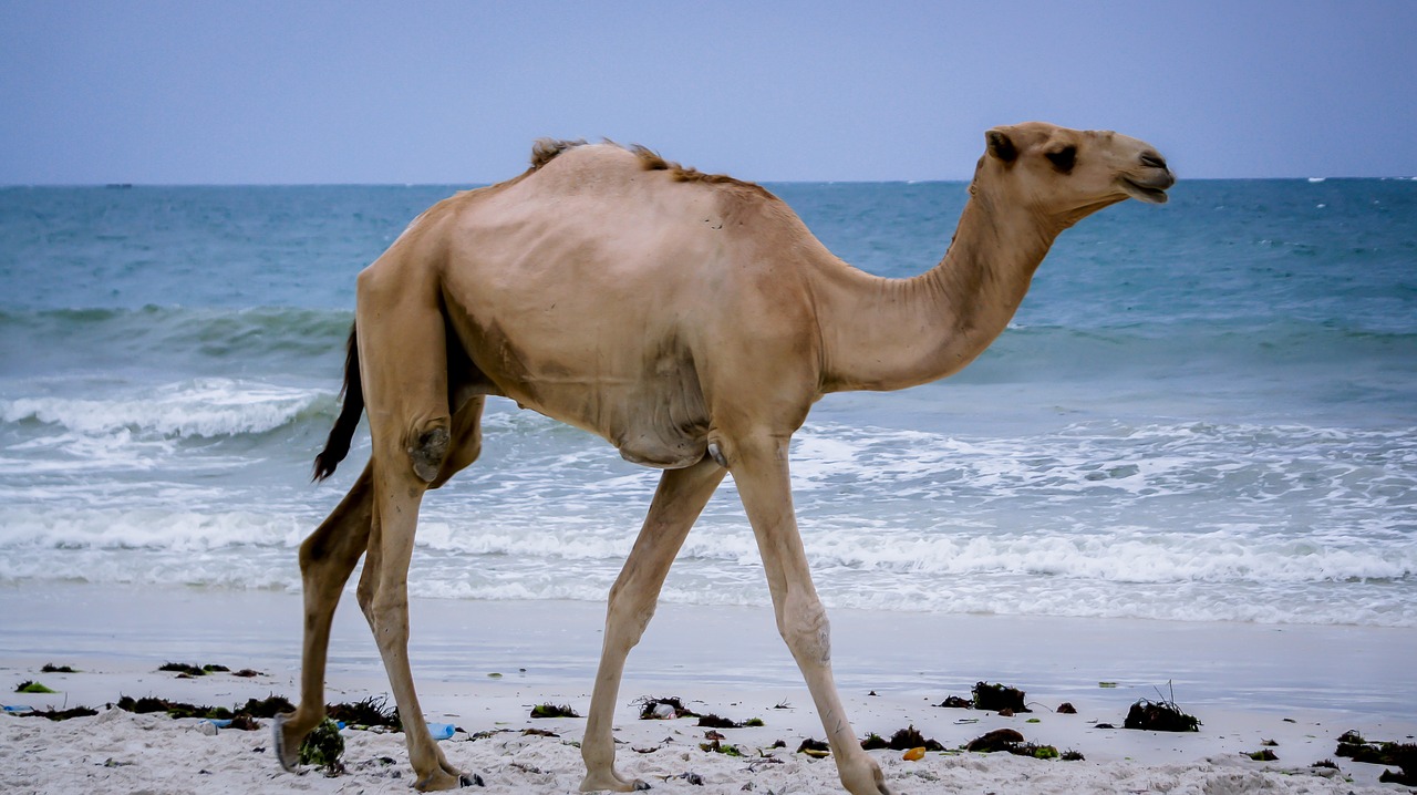 camel kenya mombasa free photo