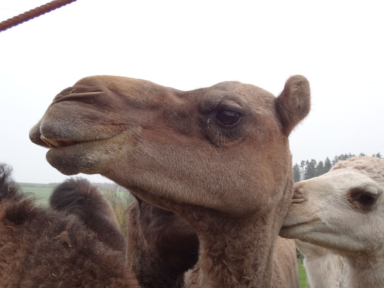 camel head desert ship free photo