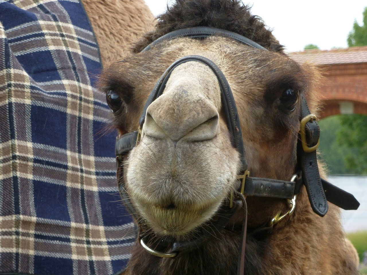 camel face close free photo