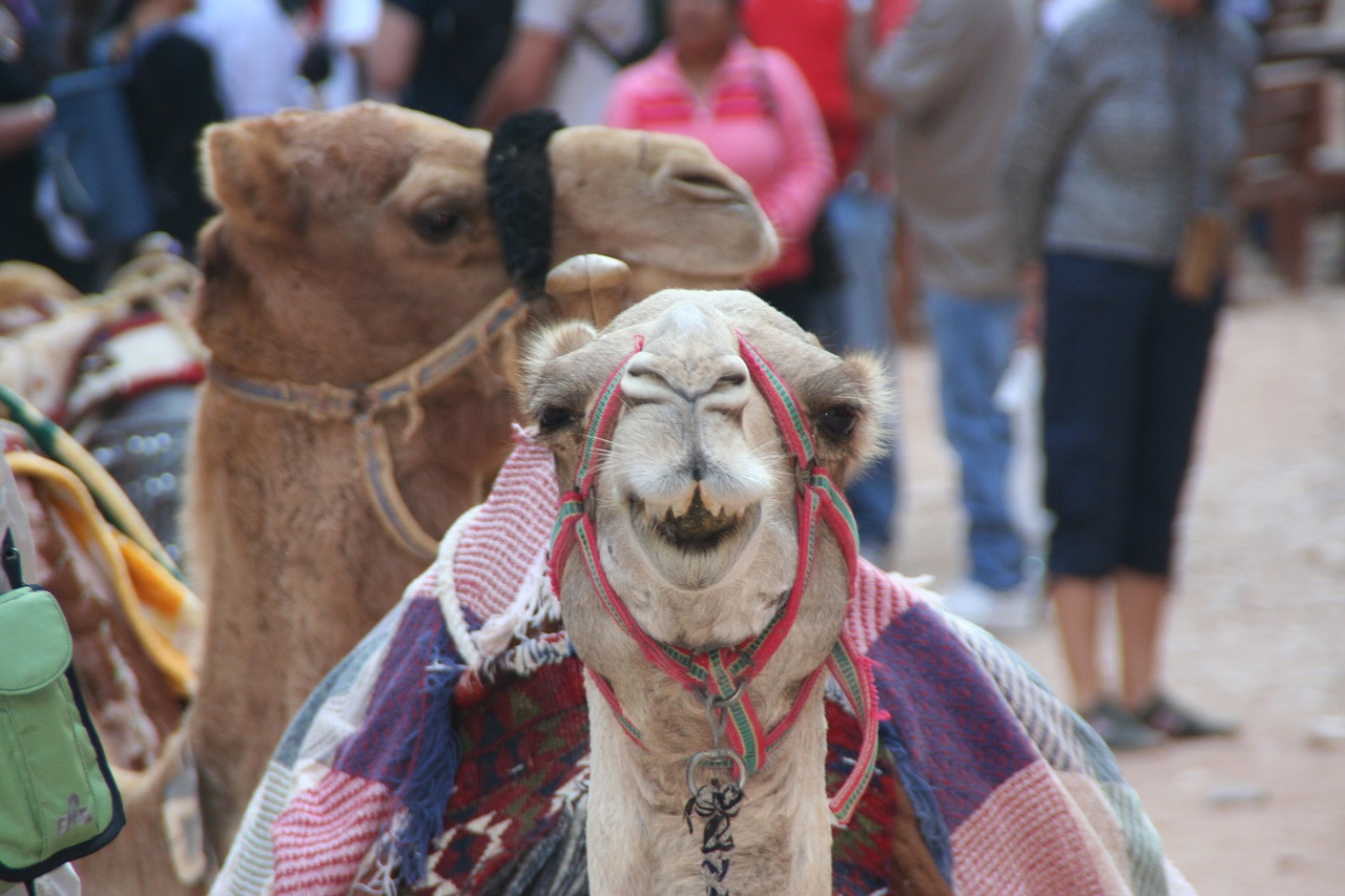 camel petra smile free photo