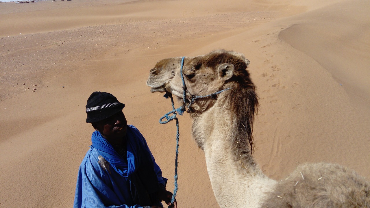 camel bedouin morocco free photo