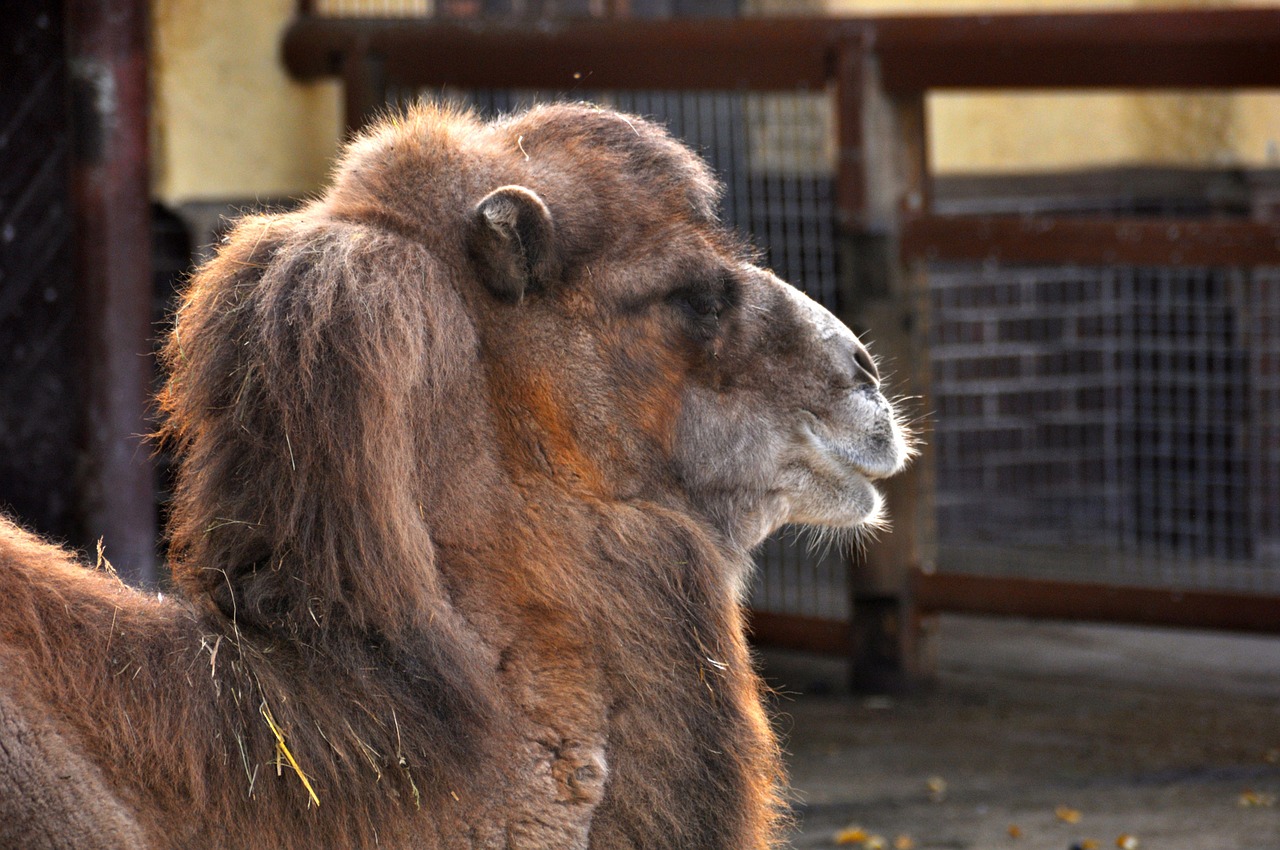 camel zoo zweihoeckriges free photo