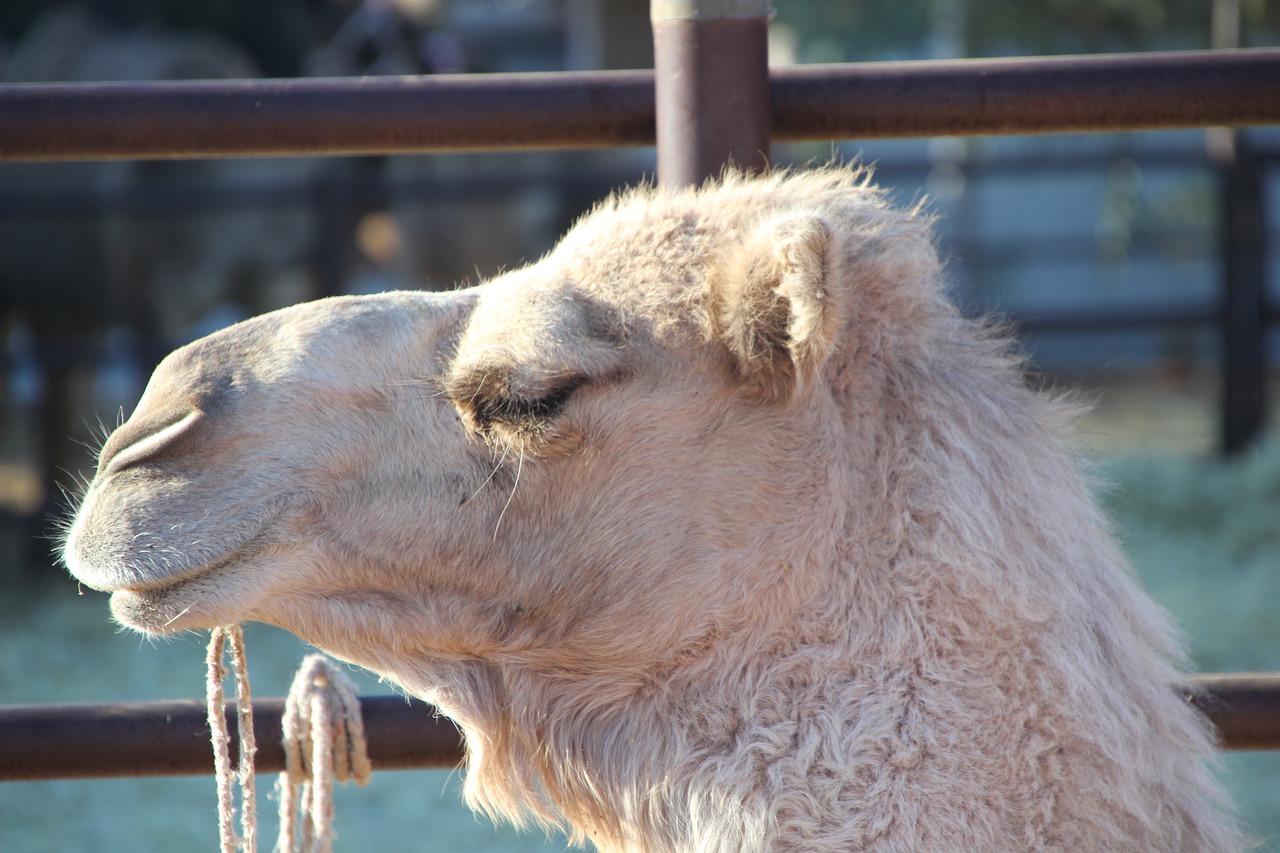 camel cloesup face free photo
