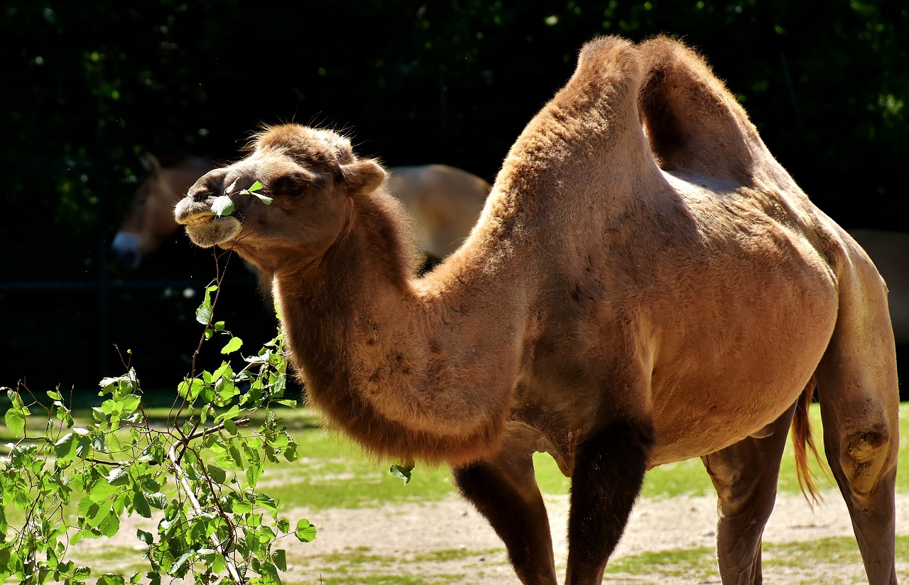 camel zoo animal free photo