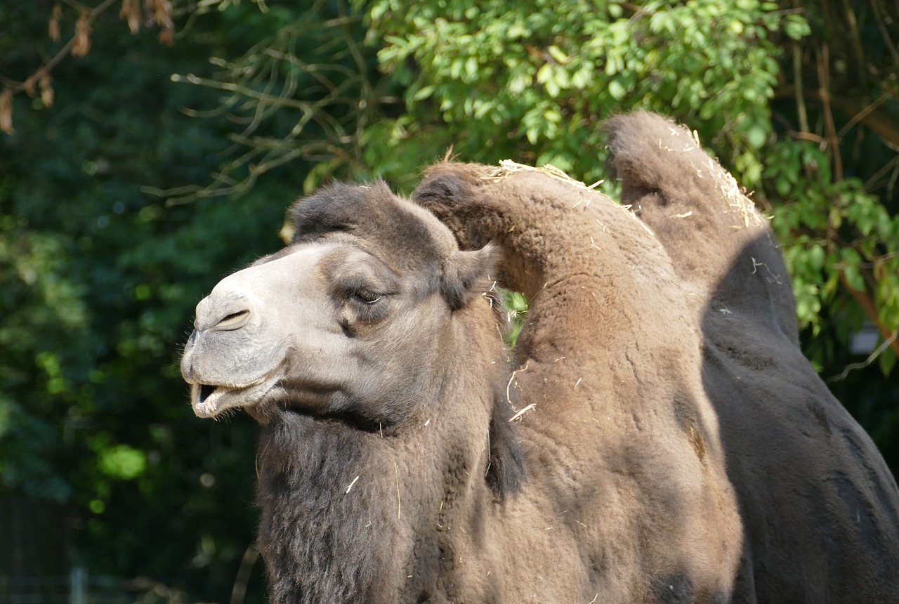 camel hump head free photo