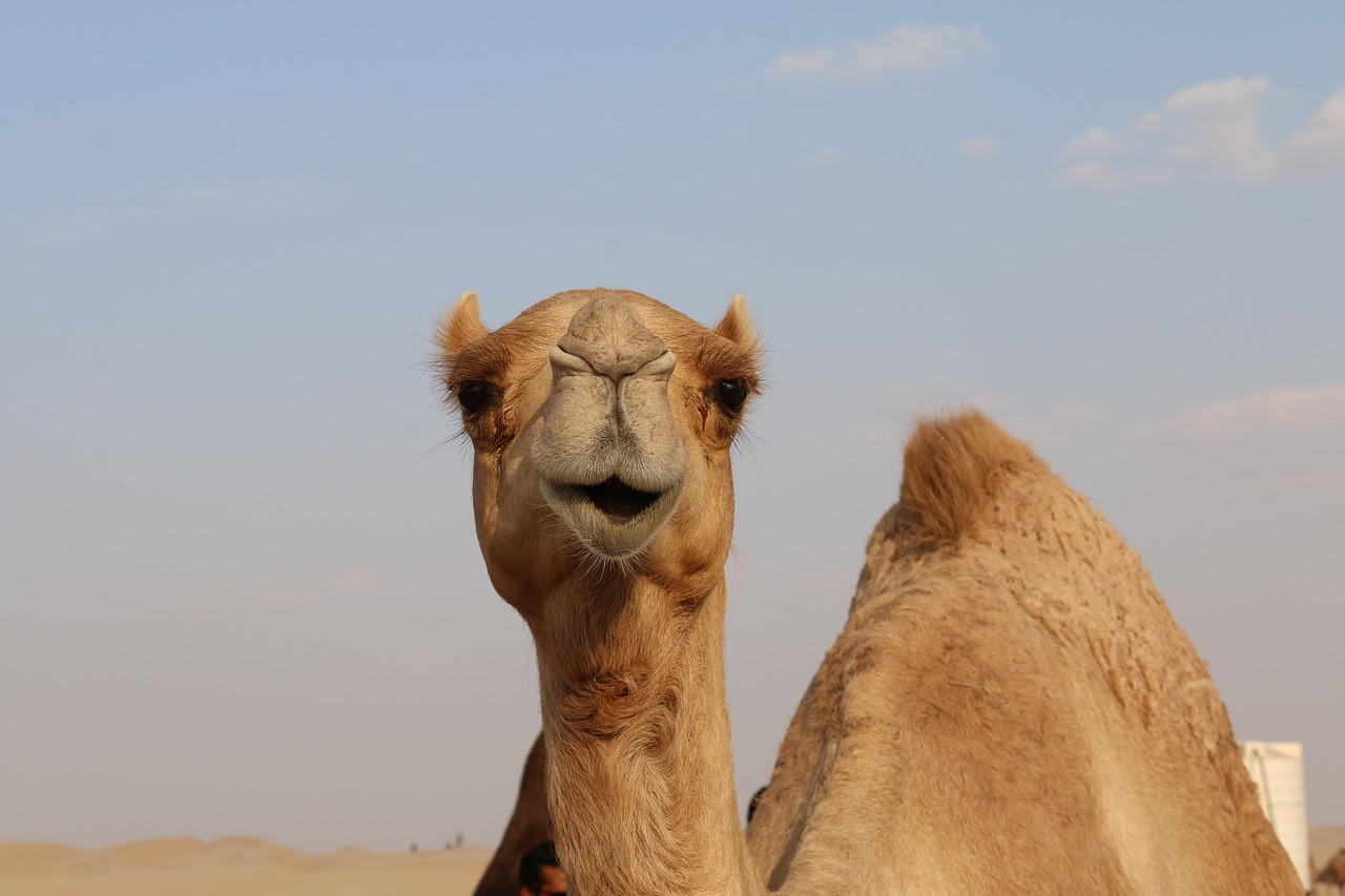 camel desert sand free photo