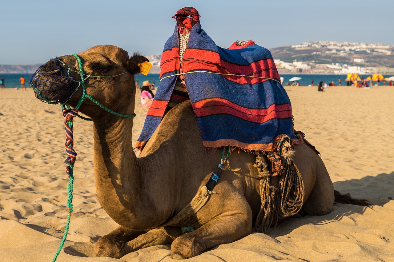 camel dromedary beach free photo