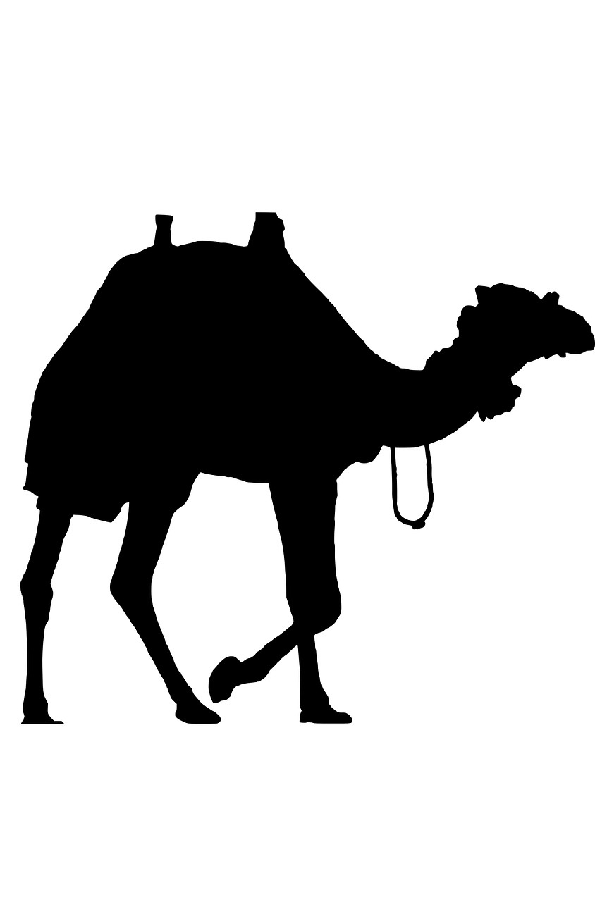 camel animal silhouette free photo