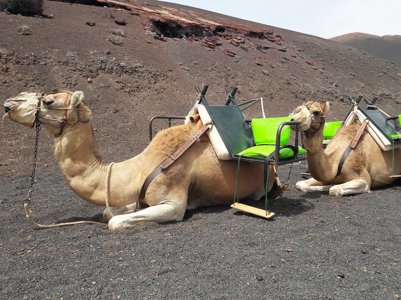 camel camel canary dromedary free photo