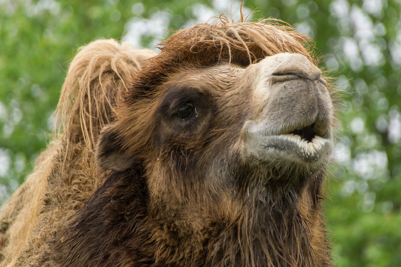 camel zoo animal free photo