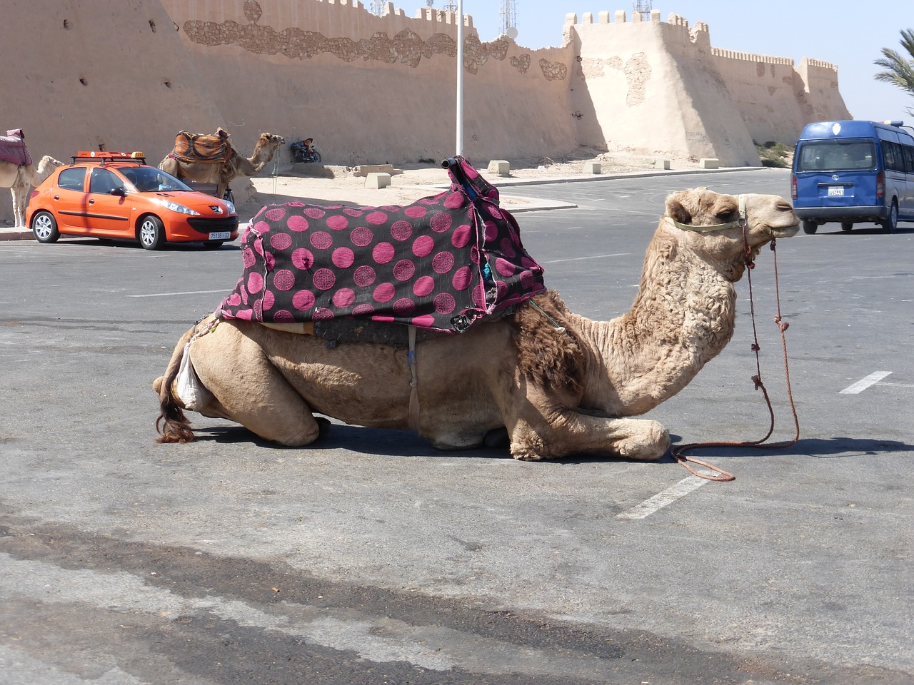 camel rest morocco free photo