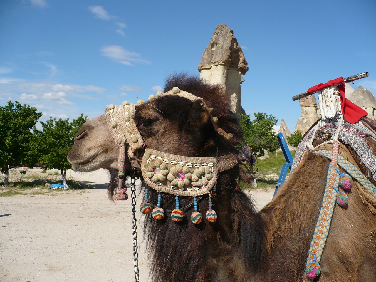 camel turkey cappadocia free photo