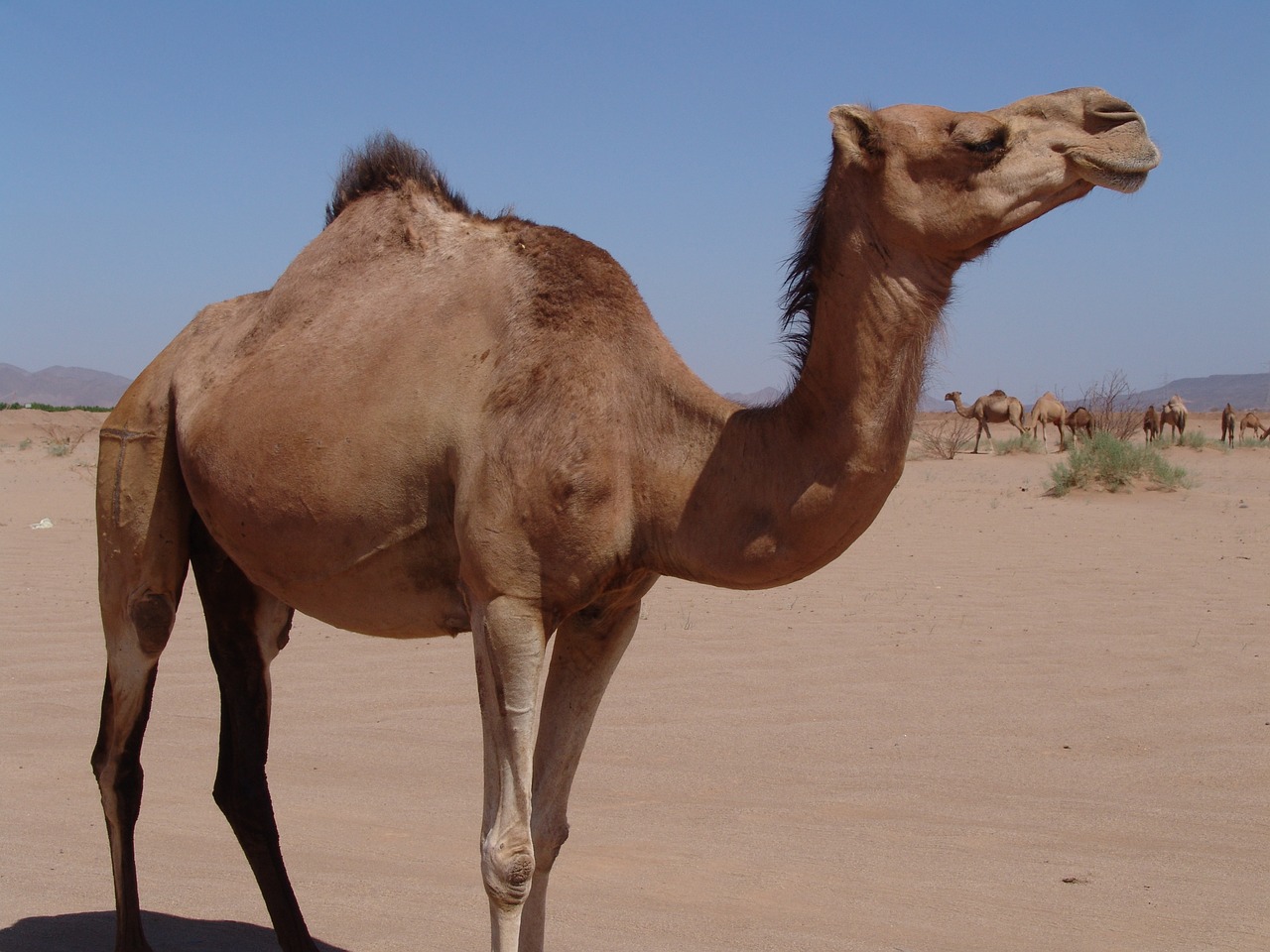 camel chateau desert free photo