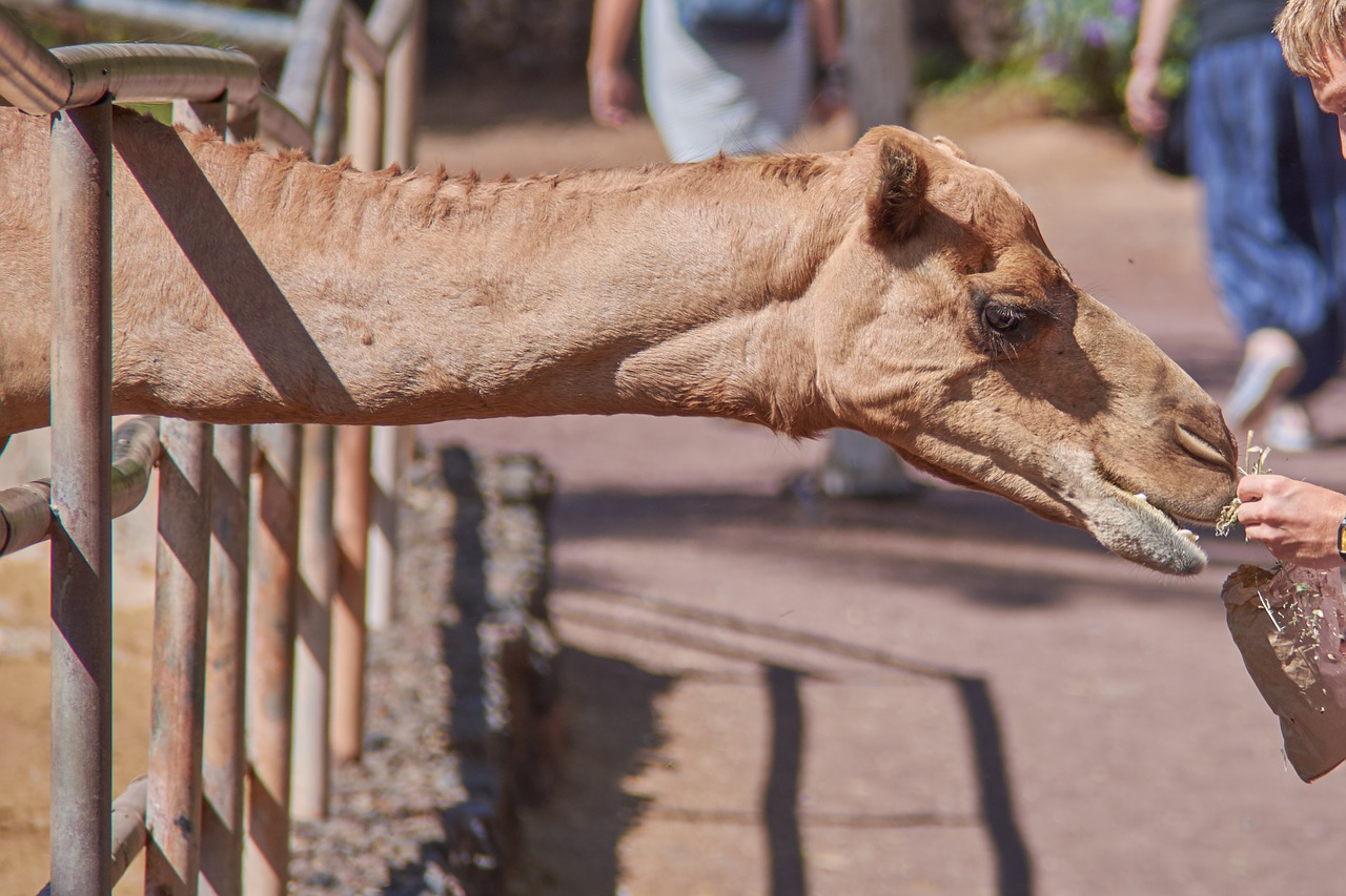 camel eat straw free photo