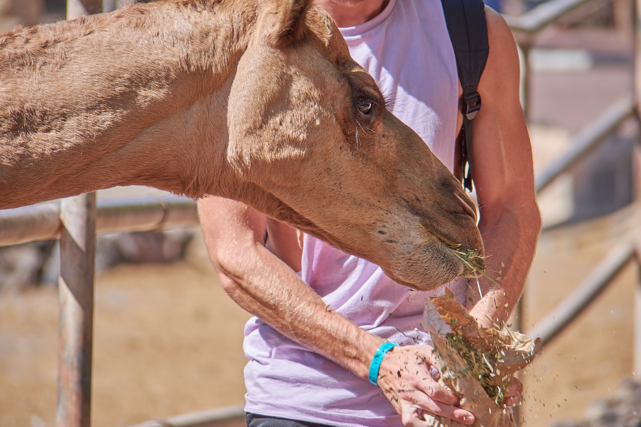 camel eat straw free photo