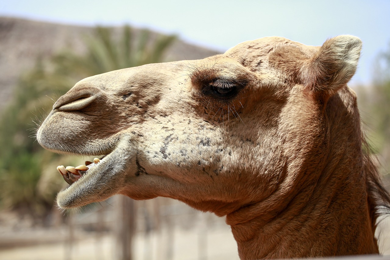camel africa desert ship free photo