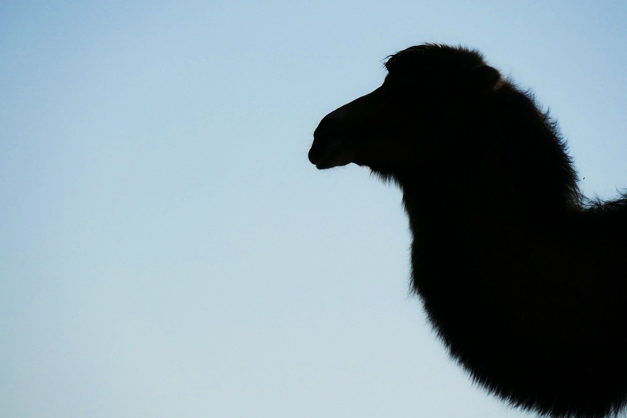 camel camelidae desert ship free photo