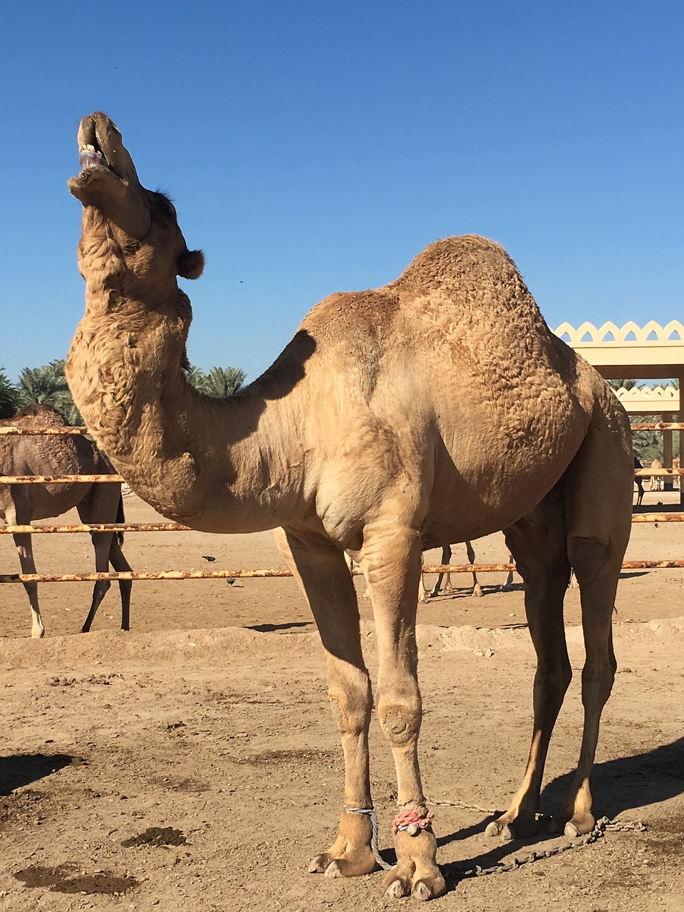 camel bahrain desert free photo