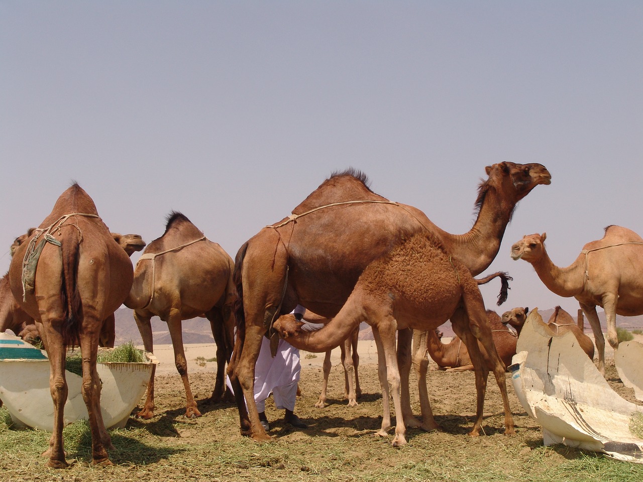 camel saudi arabia the conditions of the pact free photo