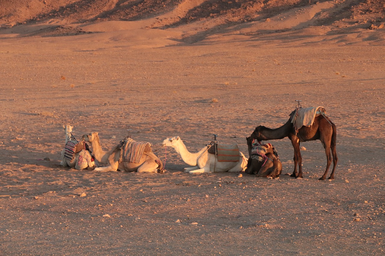camel animal caravan free photo