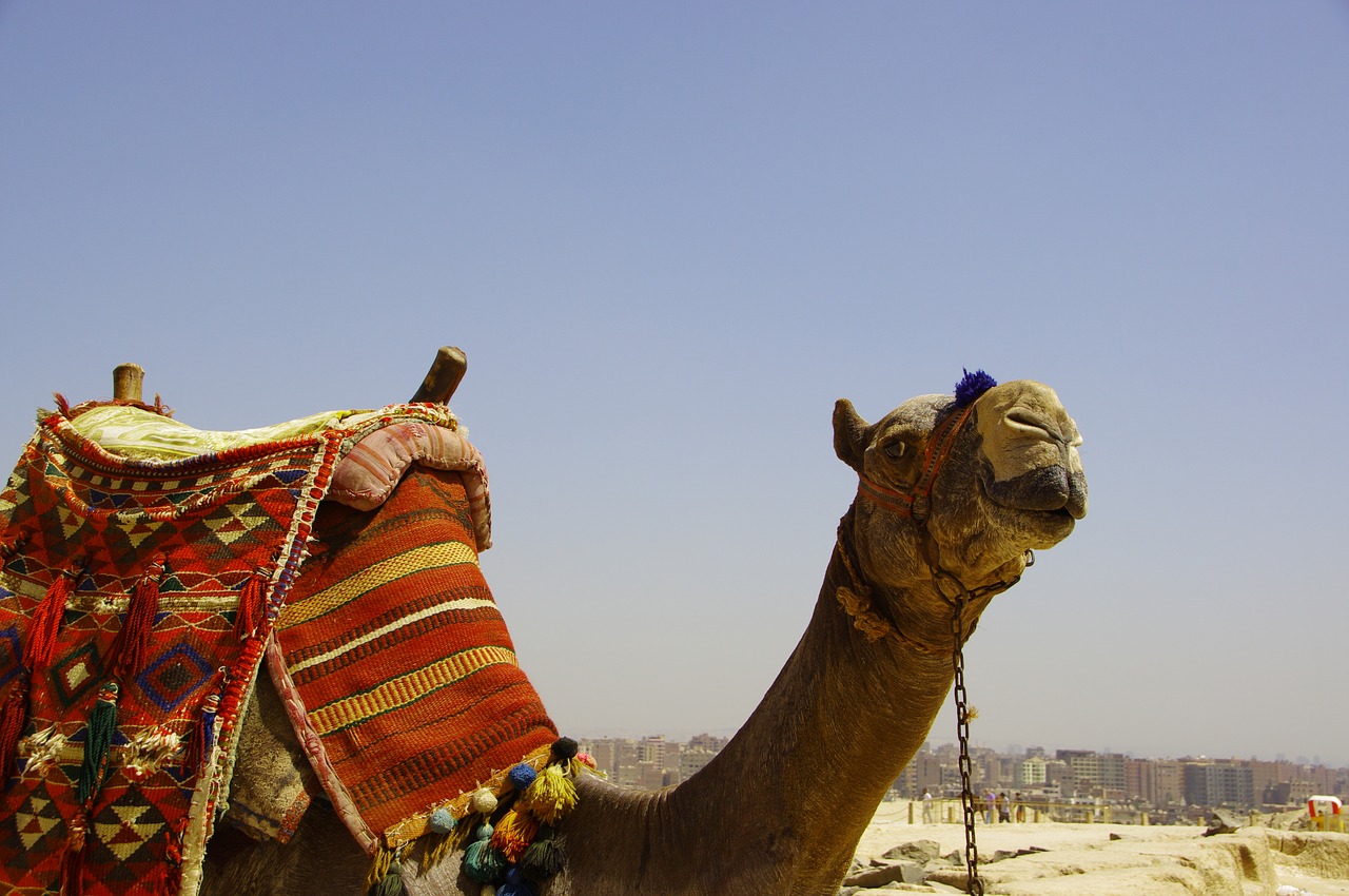 camel mammal travel free photo