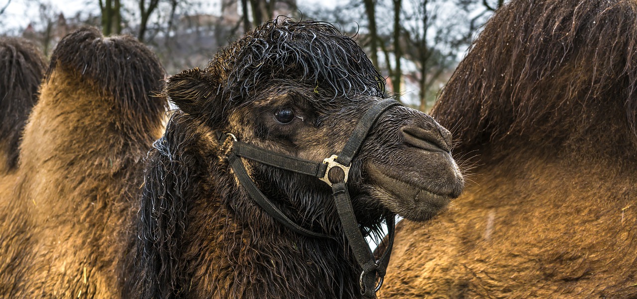 camel animal nature free photo