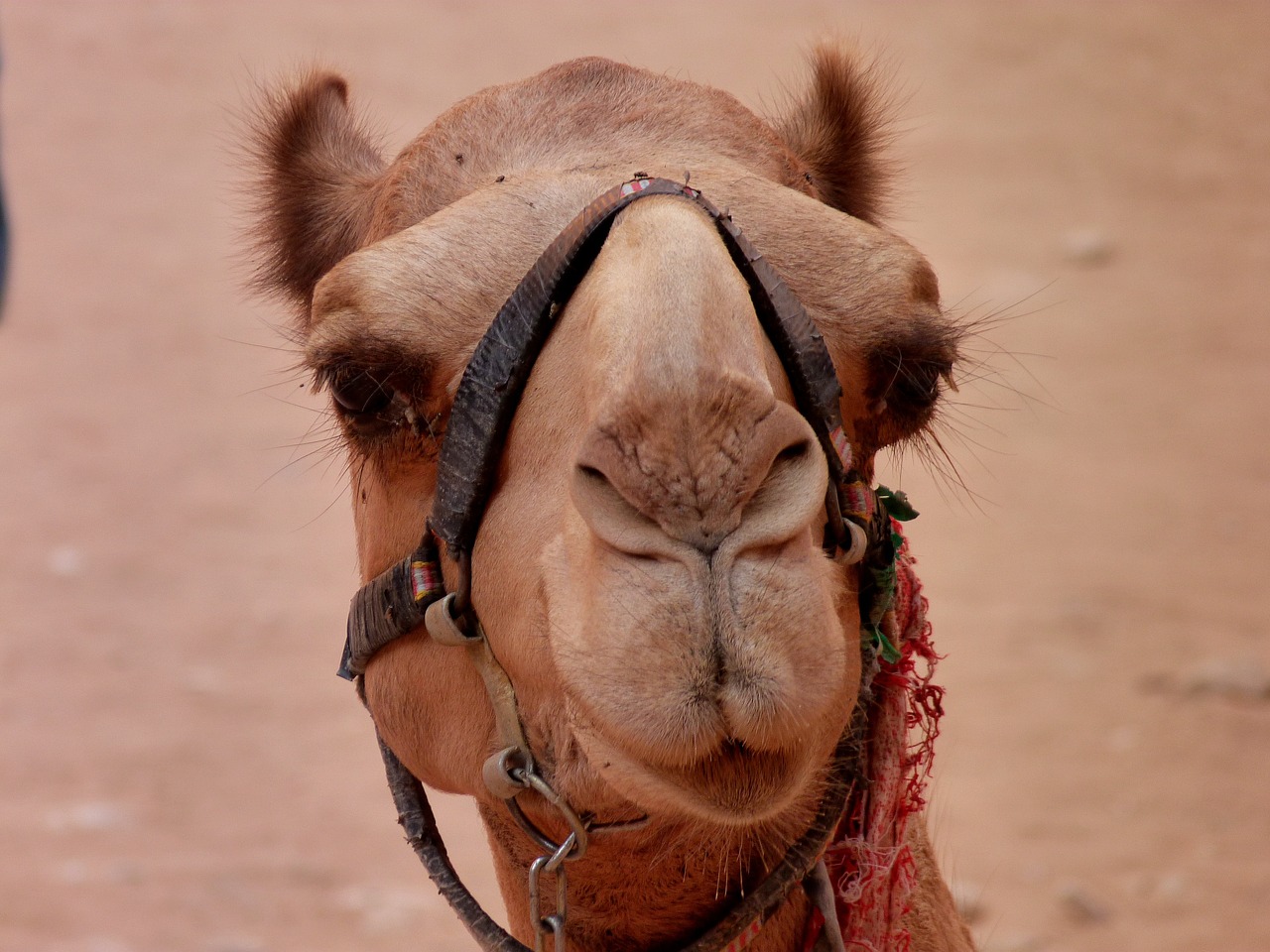 camel desert mammals free photo