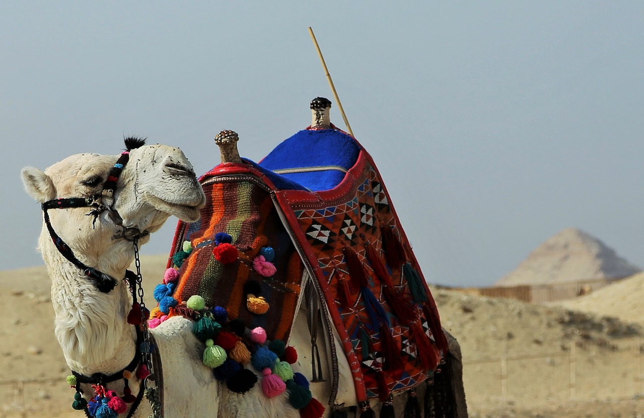 camel traditional travel free photo