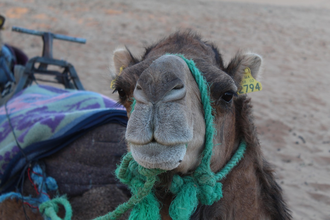 camel portrait animalia free photo