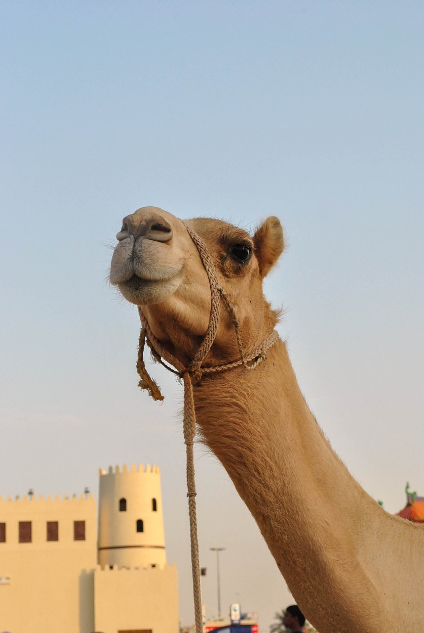 camel  desert  animal free photo