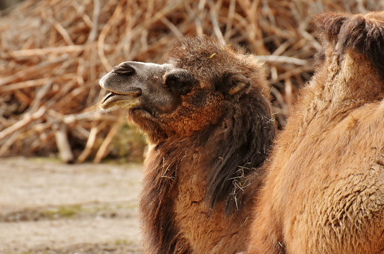 camel  zoo  animal free photo