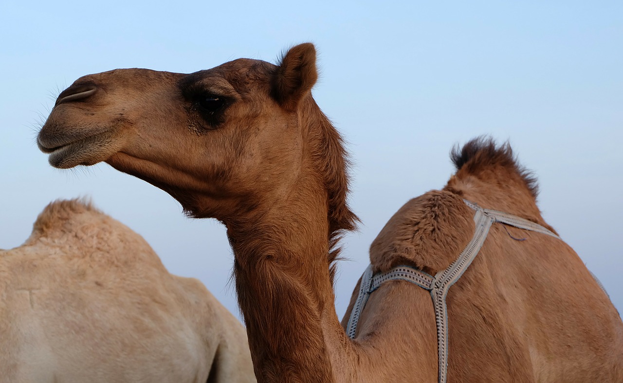 camel desert animal free photo