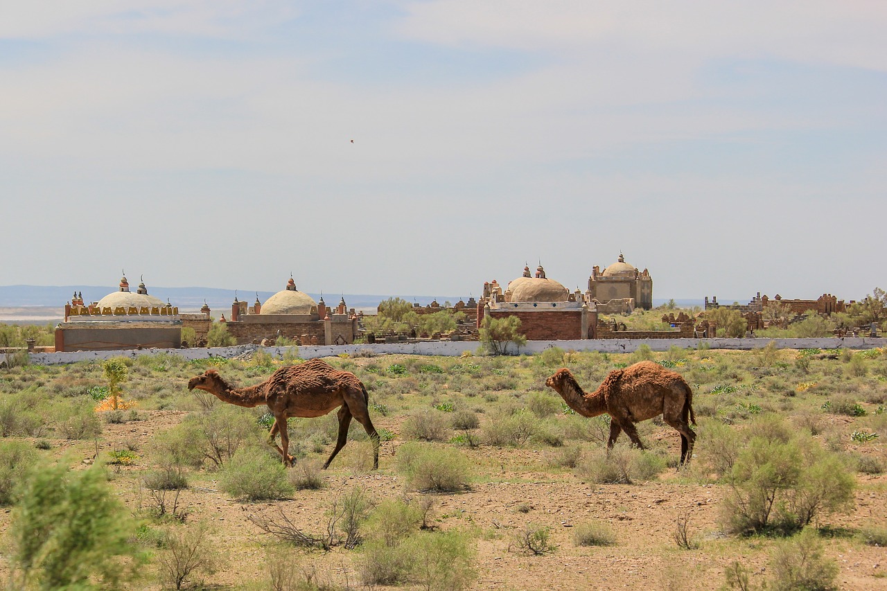 camel  desert  animals free photo