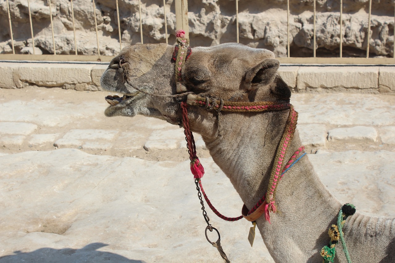 camel  desert  egyptian camel free photo