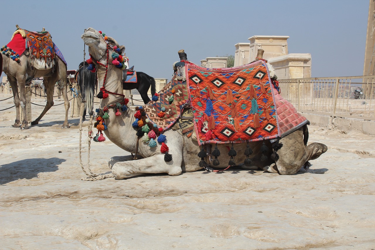 camel  khufu  pyramid free photo