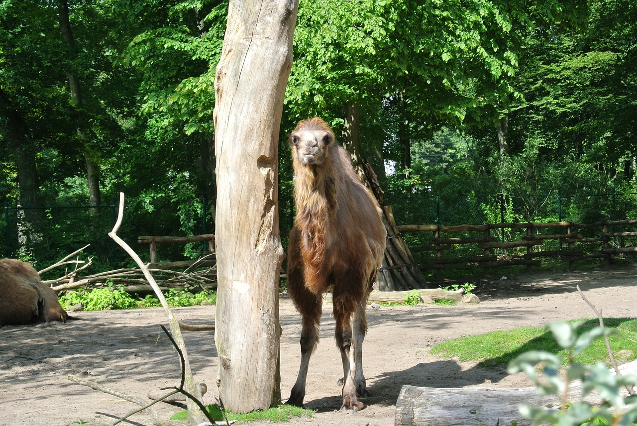 camel wild nature free photo