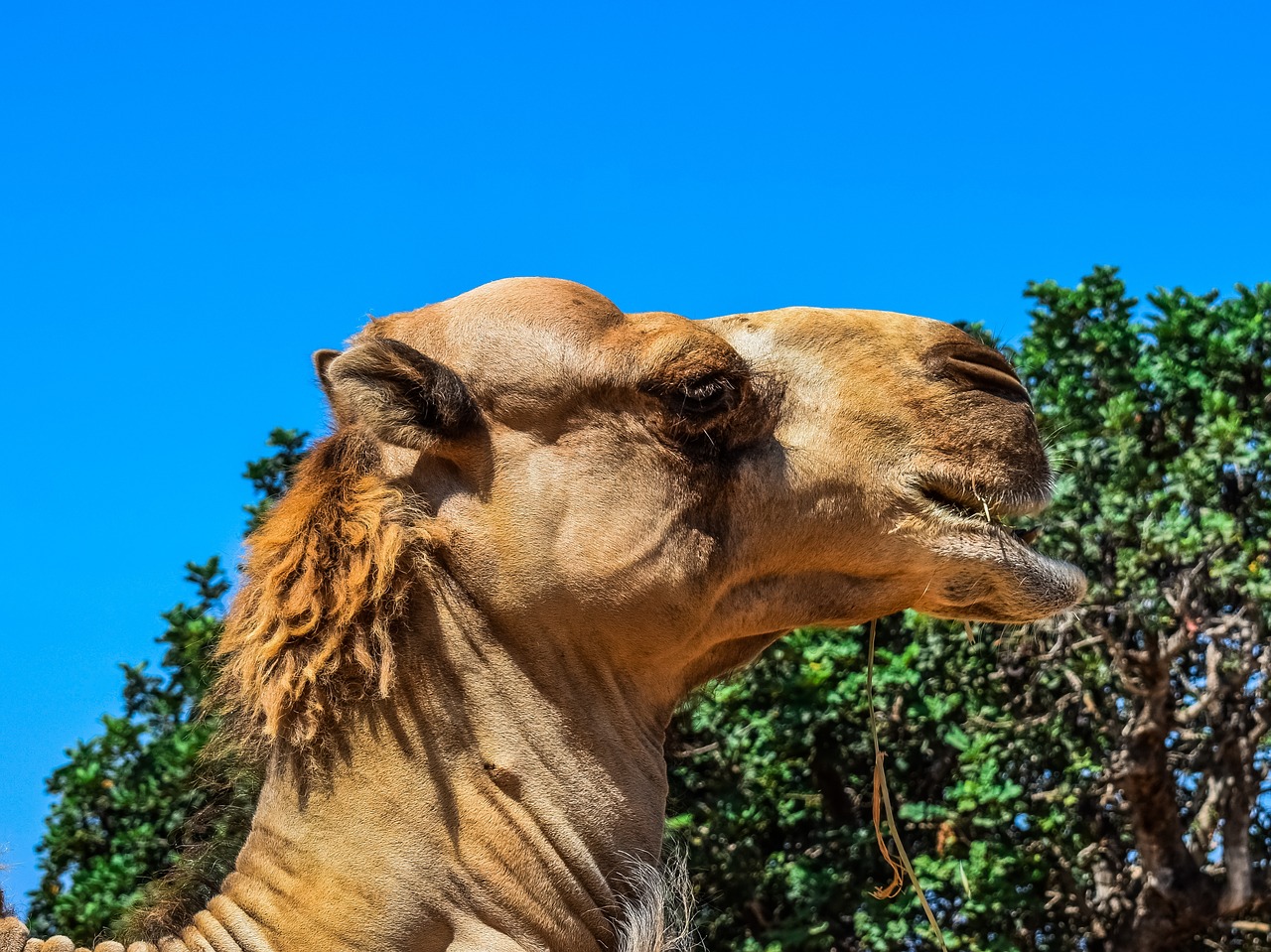 camel  animal  mammal free photo