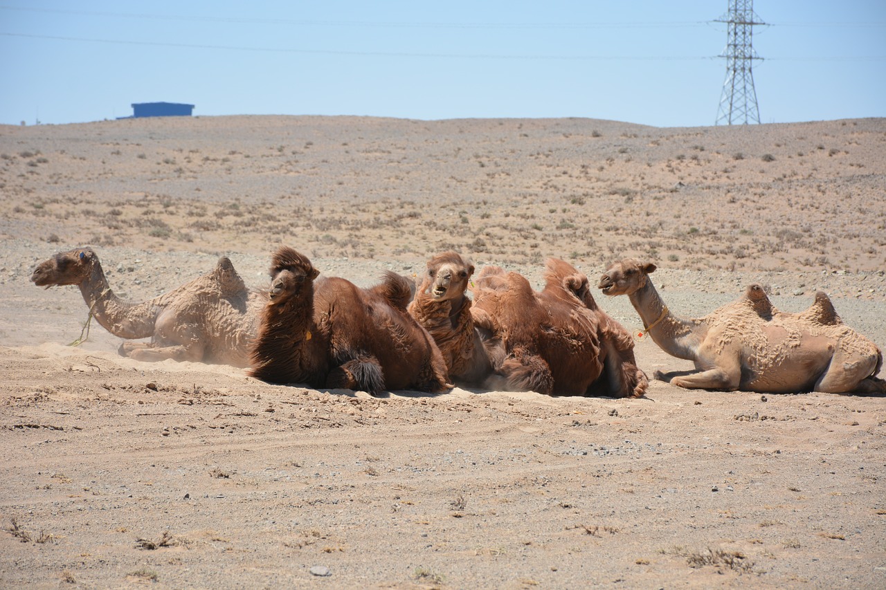 camel  gobi  mongolia free photo