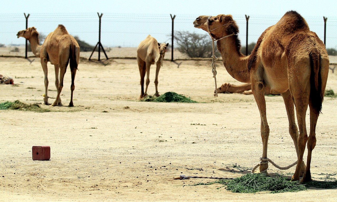 camel  desert  qatar free photo