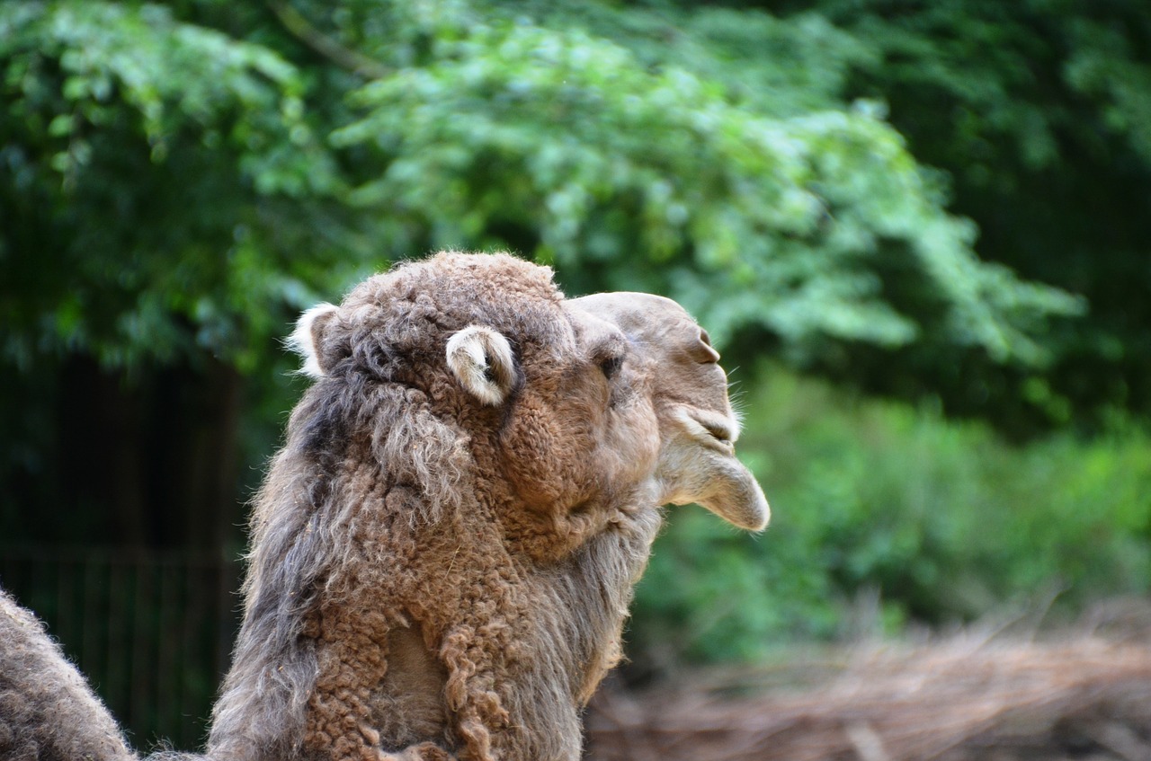 camel dromeda animal free photo